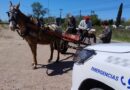 Prohíben el ingreso a Luján de carros de tracción a sangre