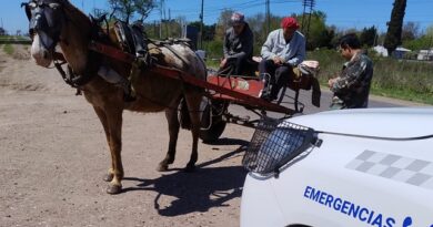 Prohíben el ingreso a Luján de carros de tracción a sangre